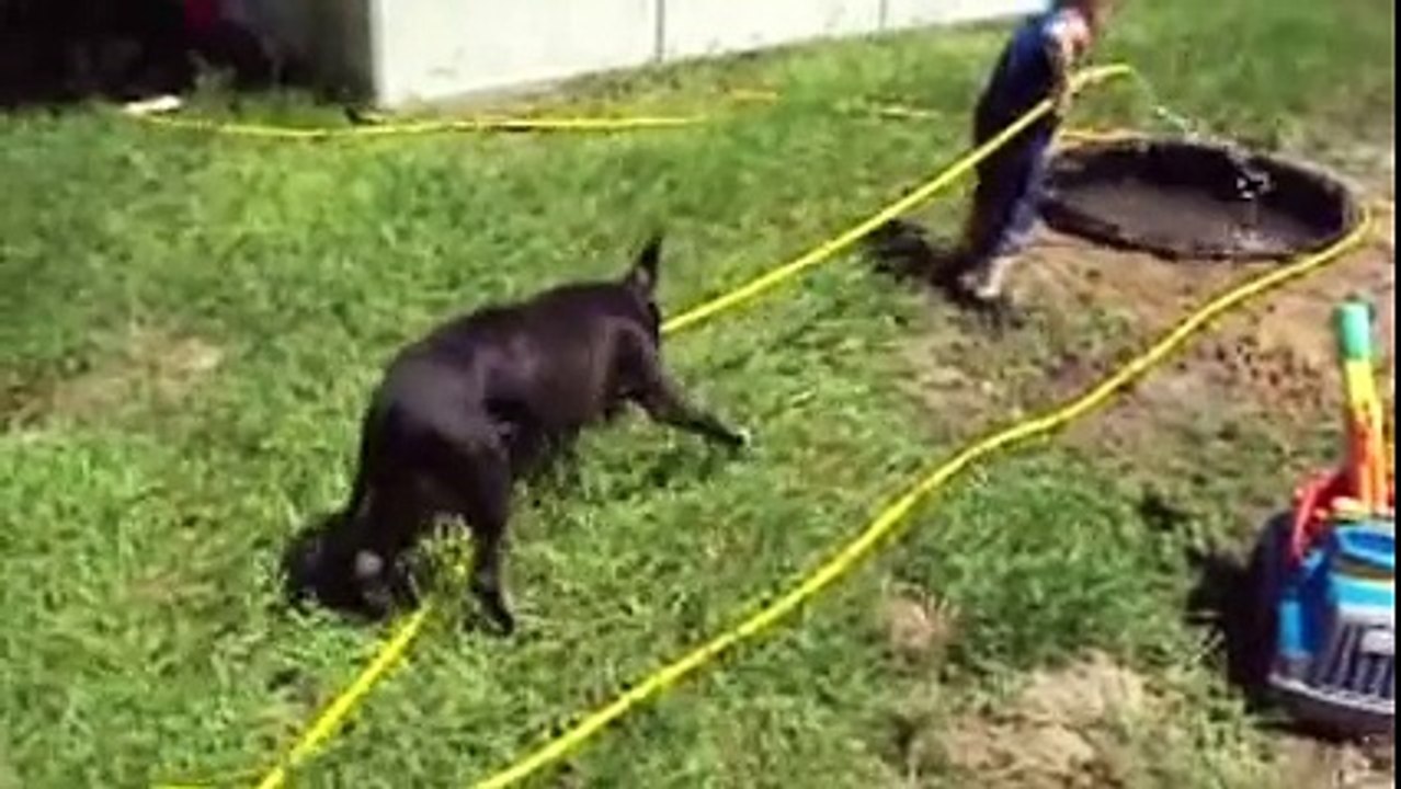 Doggies And Swimming Poll