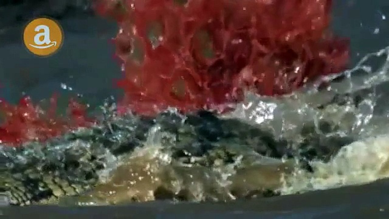 Wildlife Lions Animals Documentary - Wild National Geographic Documentary ᴴᴰ