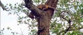Leopard Hunting Crocodile - BBC Documentary Animals Plants - Wild Documentary National Geographic