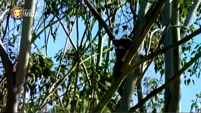 Animals Documentary | Animals Documentary Channel || Lions Documentaries Film