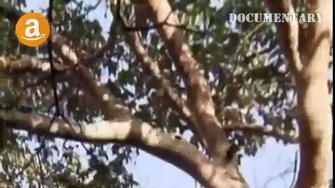 Lions Documentary - Lion
