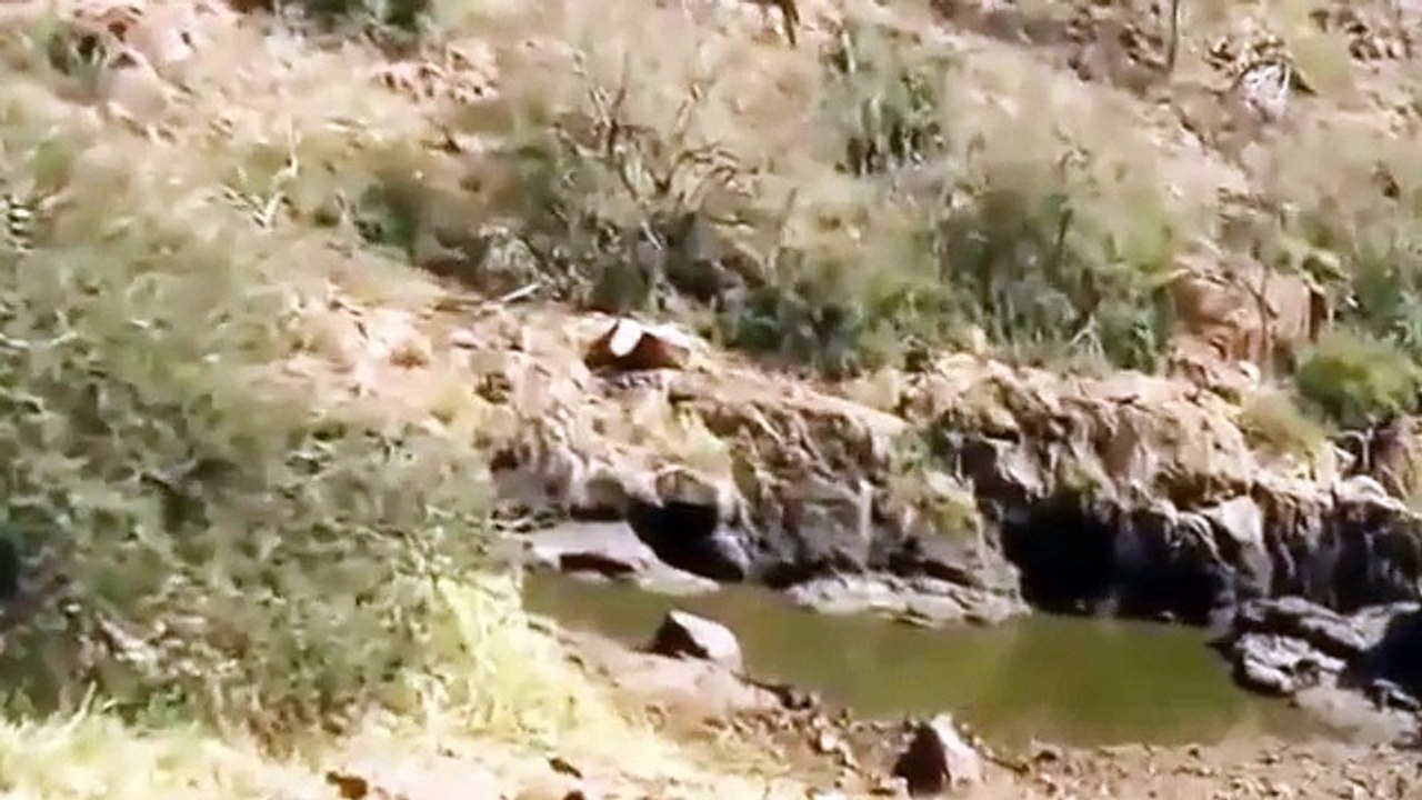 Super Hunting Lions Animals - BBC Documentary Animals - Documentary National Geographic 2015