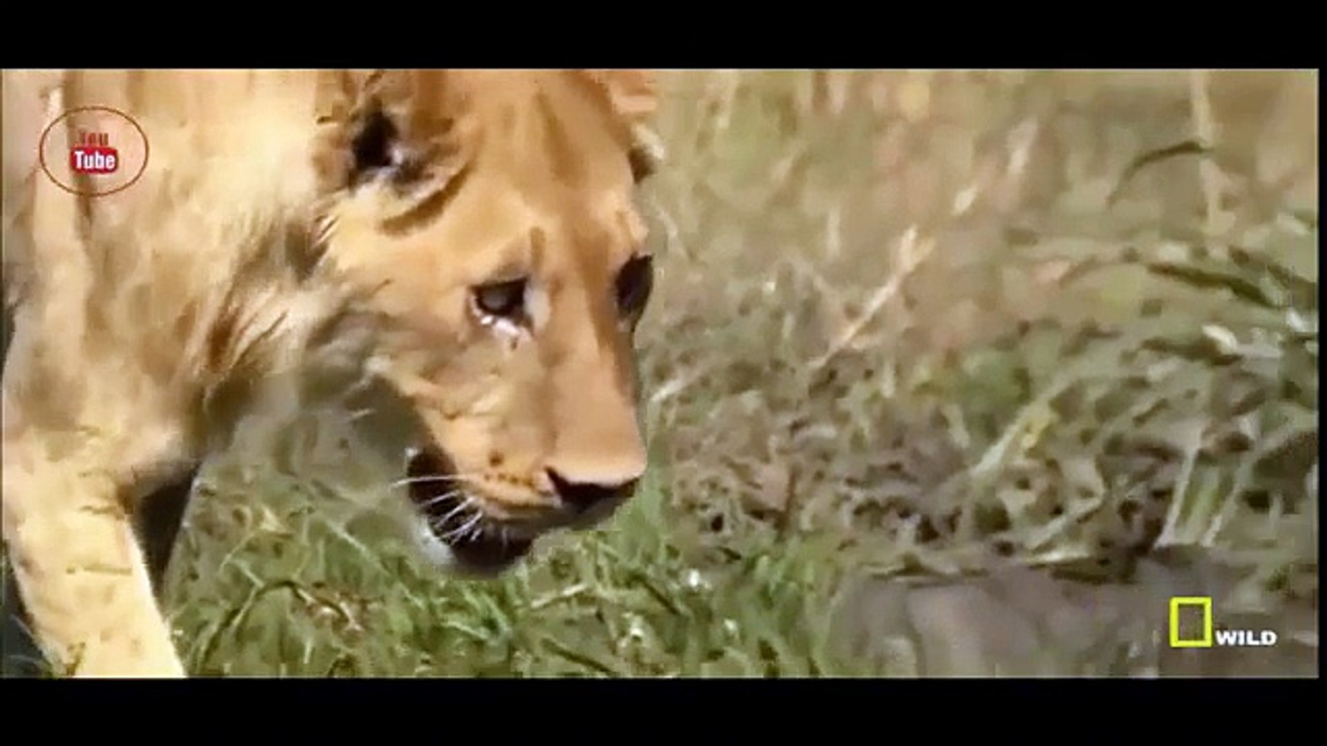 Lions Documentary - Wild Lions And Action - Lions Family Hunting (OFFICIAL)  - Dailymotion Video