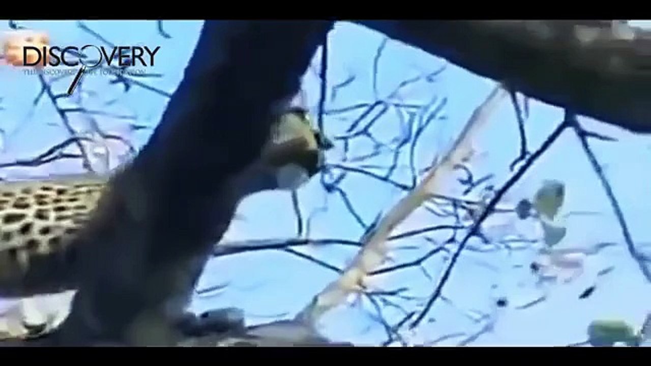 Lions Attack Buffalo, Elephant, Rhino and Other Animals - Lions Documentaries (Documentary Film)