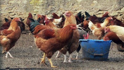 Sylvie Taton Productrice foie gras