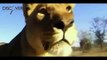 Lion Attack: Lions and Buffalo - Documentaries Films (National Geographic)