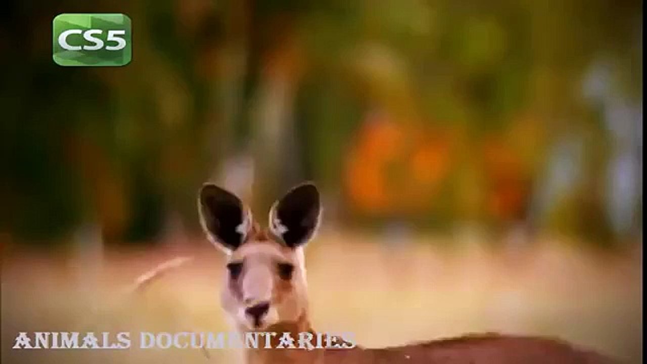 National Geographic Documentary Animals 2015 - Wildlife Lions Animals