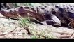 Crocodile Attack: BBC National Geographic Documentary - Wildlife Animals Amazing