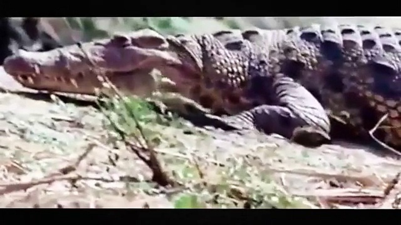 Crocodile Attack: BBC National Geographic Documentary - Wildlife Animals Amazing