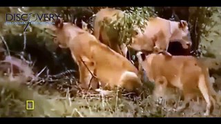 Lion Documentary - Leopards, Lions, Crocodiles vs Hyenas and More - Leopards Documentaries