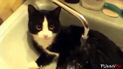 Télécharger la video: Les chats aiment l'eau?? Oui! Compilation hilarante