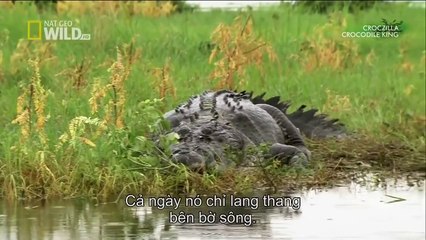 The giant crocodile 6 m | Animal Planet 2015 | Wildlife Documentary