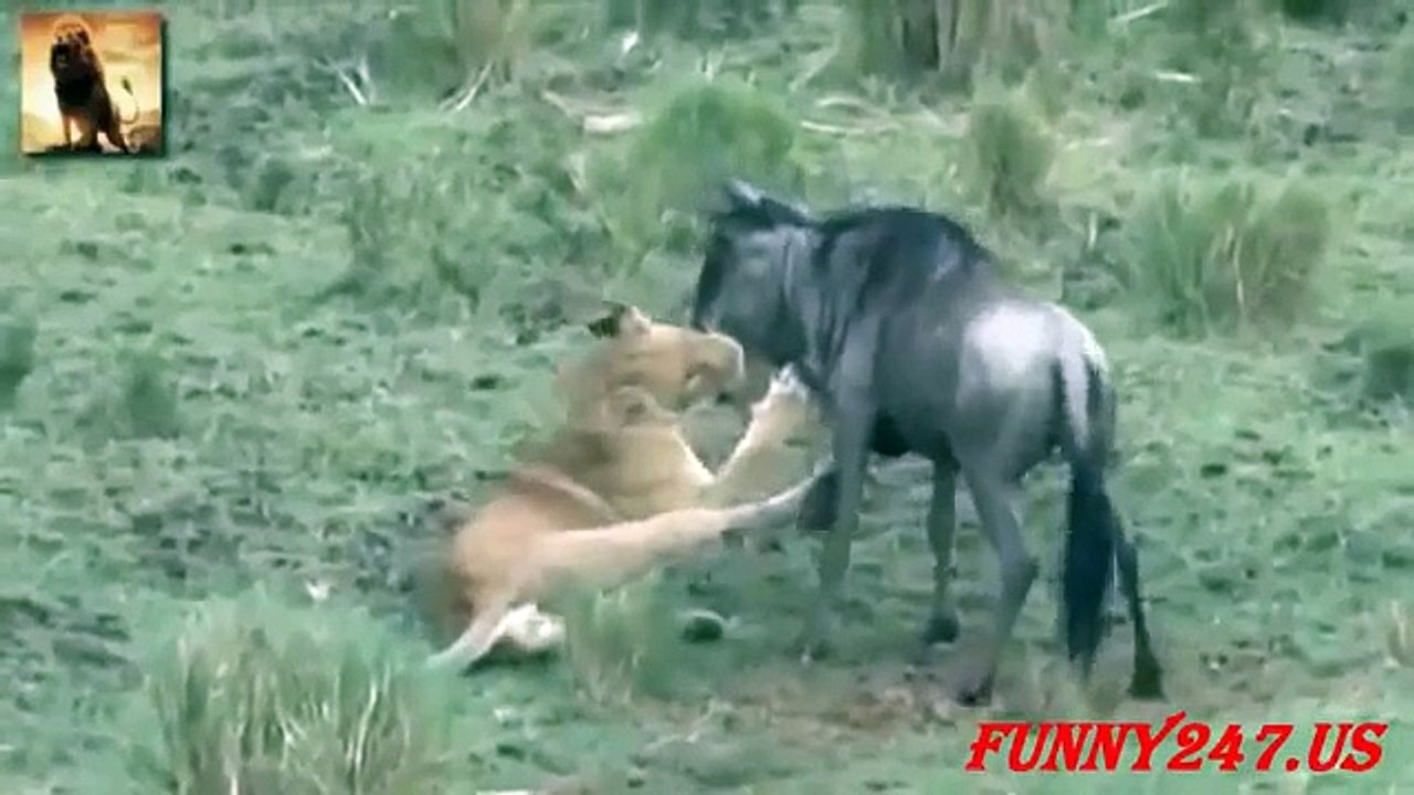 Lion Vs Wildebeest at Africa