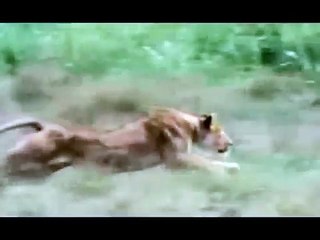Lioness Hunt Leaping Attack!