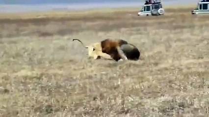 Lionesses Attacking Male Lion