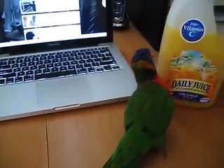 Ручной попугай Лори