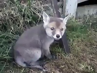 Man helps fox cub with head stuck in can! :))