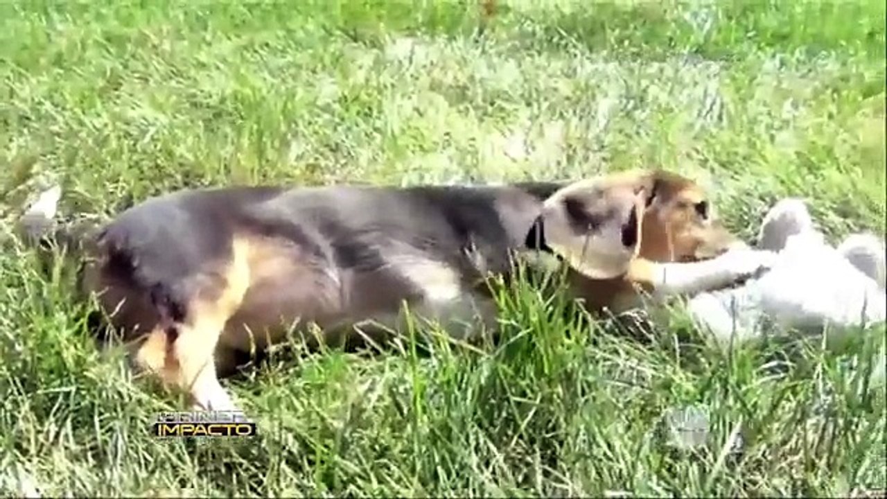 Nacimiento de perros mediante fecundación in vitro