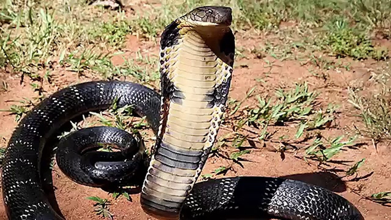 Cobras Protecting Sleeping Baby_