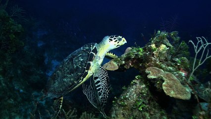 A Film BAHAMA 2015 blog club