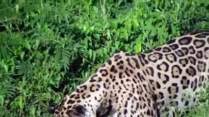 Cheeta Attacking Aligator