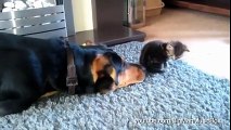 Dogs Annoying Cats With Friendship