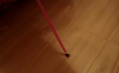 Fly Gets Revenge On Man With Straw