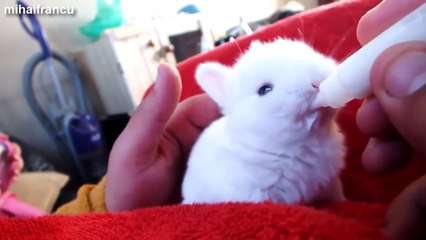 Funny And Cute Bunny Rabbit Videos Compilation 2014 [NEW]