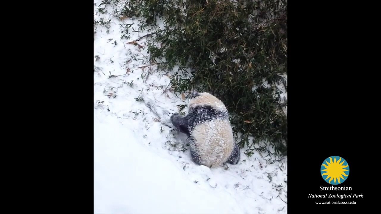 Bao Bao's First Snow Day!