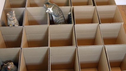 お願い戻って来て! おいでおいでする猫 Please, come back! Taro beckon to May