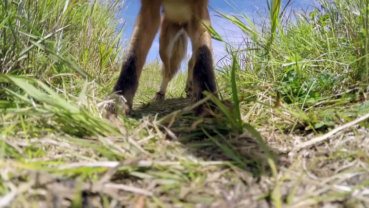 FOX KILLS AND EATS my gopro