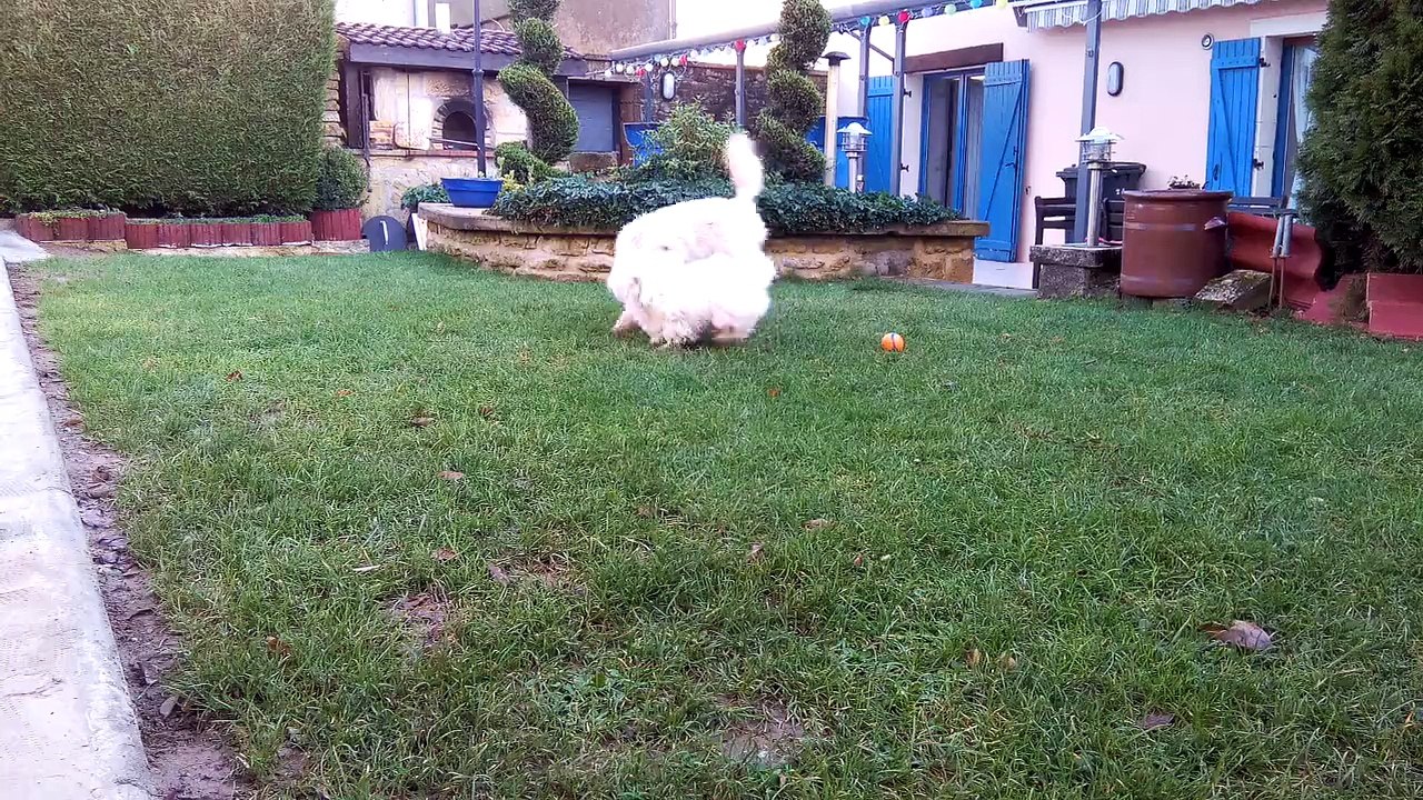 Molly et Leetchi