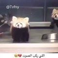Pandas action amzing