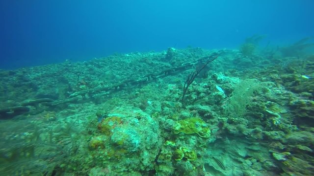 Cruise ship anchor destroys ancient coral reef