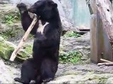 Kung Fu Bear- Unedited Footage