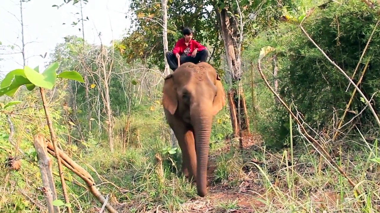 Elephants