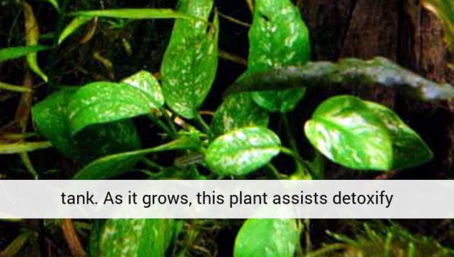 Aquarium Plants sales and information aquarium plants uk .co.uk