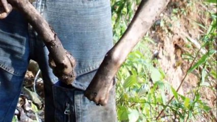 Unknown Creature Found in Amazon