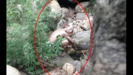 UNKNOWN CREATURESPECIES CAUGHT ON CAMERA 2015 (SCARYCREEPY SIGHTING)