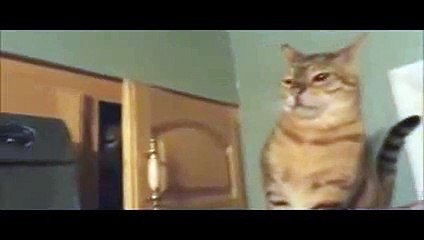 New 2016 funny videos funny cats best fails   Αστεία βίντεο Αστείες Γάτες  top 10 fails,