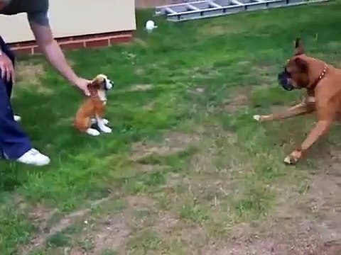 ★ BOXER PELEA CONTRA UNA ESTATUA ★ Perros Locos - Humor Perros - Perros Divertidos Chistos