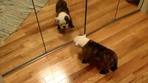 ★ BULLDOG SE ENFRENTA A EL MISMO, JAJA ★ Perros Locos - Humor Perros Perros Divertidos Chi