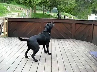 ★ PERRO ENFRENTA AL PINGUINO, JAJA - INEDITO - Perros Locos Humor Divertidos Perros Chisto