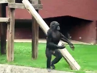 ★ Este Chango Sabe Bailar.. Y Con Ritmo!! jaja Son Casi Humanos!! ★ Video Divertido Monos