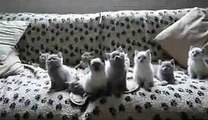 ★ EL BAILE DE LOS GATITOS (SIN TRUCOS) ★ Video Gatos Locos - Humor Gatos - Gatos Divertido