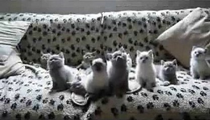 ★ EL BAILE DE LOS GATITOS (SIN TRUCOS) ★ Video Gatos Locos - Humor Gatos - Gatos Divertido