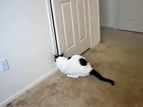 ♥ El Gato Mas Tierno Del Mundo ♥ Los Mejores videos de gatos ★ Humor Gatos Chistosos