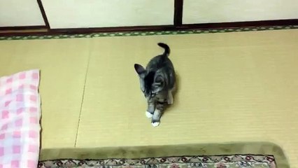► Gato Loco Ataca Perro ► NO TIENE MIEDO!! humor gatos - video divertido gatos - RISA GATO