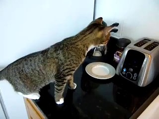 Télécharger la video: ★ GATO SE PELEA CON LA TOSTADORA, JAJA ★ Video Gatos Locos - Humor Gatos - Gatos Diver