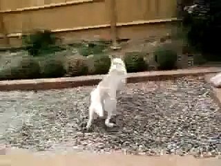 ★ EXTRAÑO RITUAL ANTES DE IR AL BAÑO Perros Locos Humor Divertidos Chistosos risa